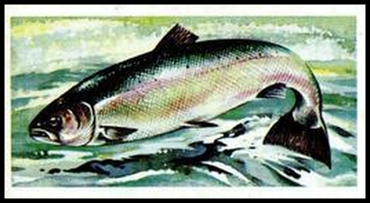 31 Salmon